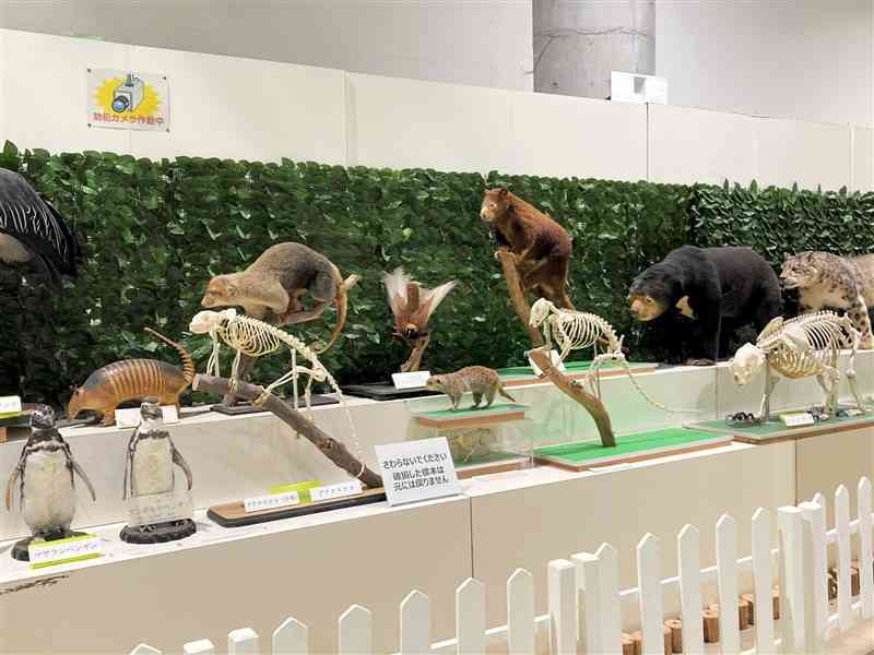 熊本市動植物園の「いきもの学習センター」で展示している剝製や骨格標本（市動植物園提供）