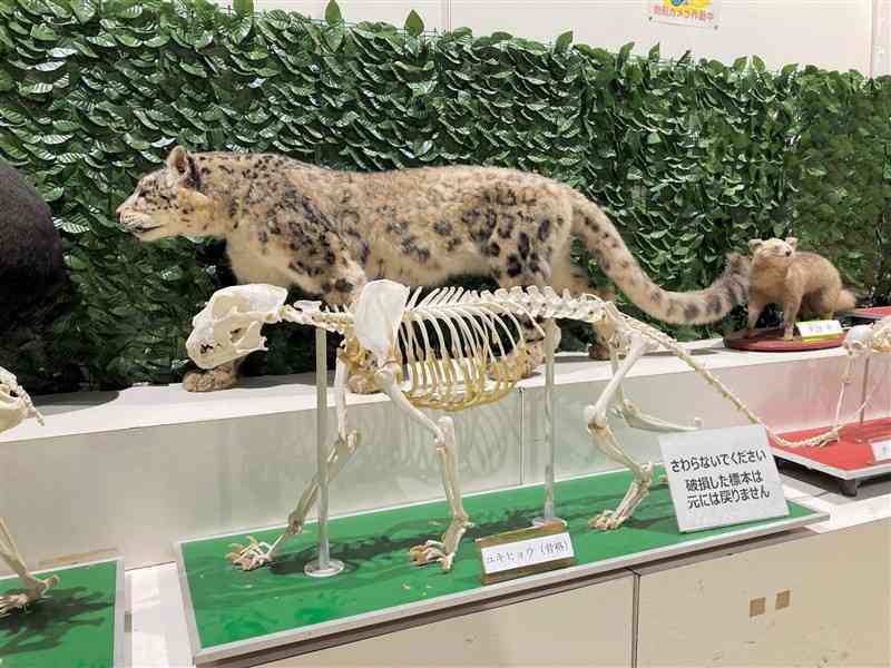 熊本市動植物園の「いきもの学習センター」で展示している剝製や骨格標本（市動植物園提供）