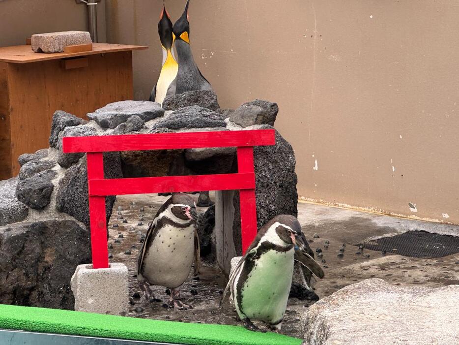 鳥居をくぐるフンボルトペンギンたち