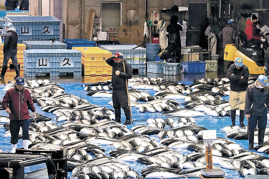 今季の累計が３万本を超えた寒ブリ＝１３日午前６時５０分、氷見魚市場