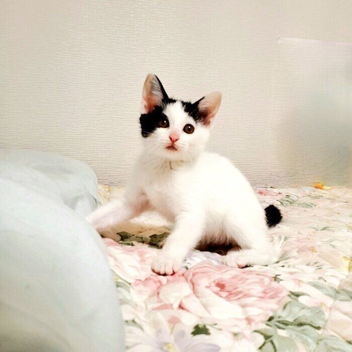 飼い主さんのお宅に来たばかりのみやこちゃん