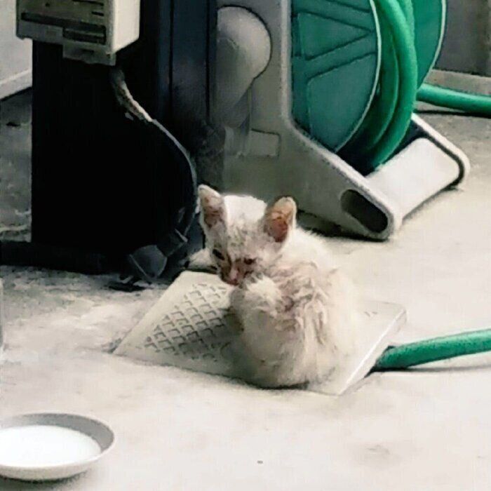 飼い主さんのお宅の前に現れたときのむつこちゃん