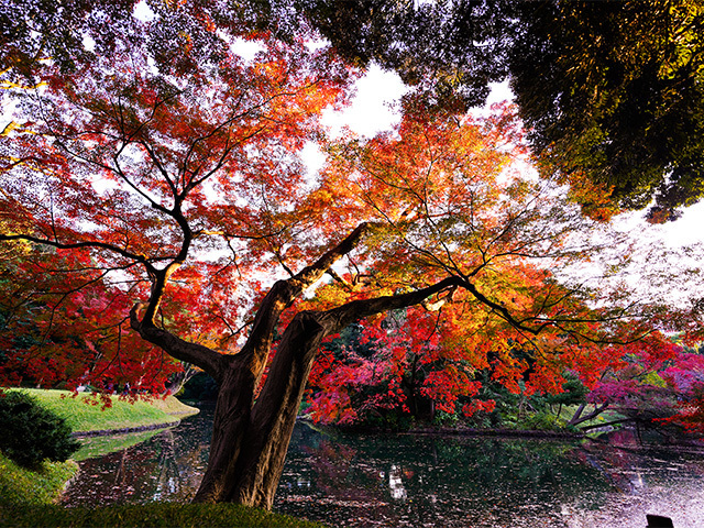 小倉山特別は千年にわたって紅葉で有名だ(写真はイメージ、(c)netkeiba)