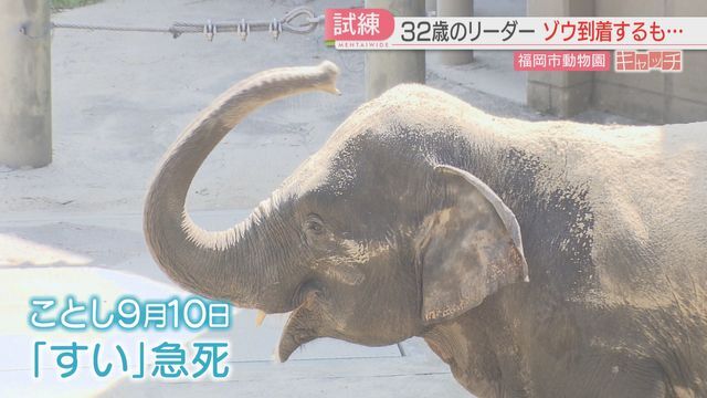 「すい」が急死