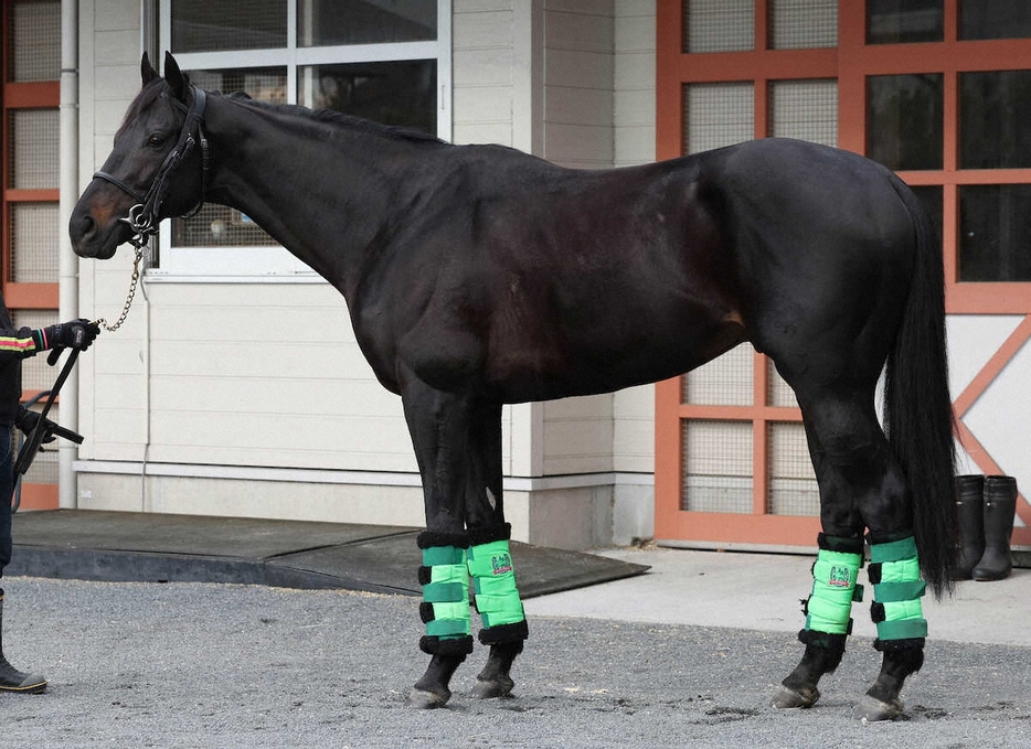 ＜有馬記念・馬体診断＞ジャスティンパレス