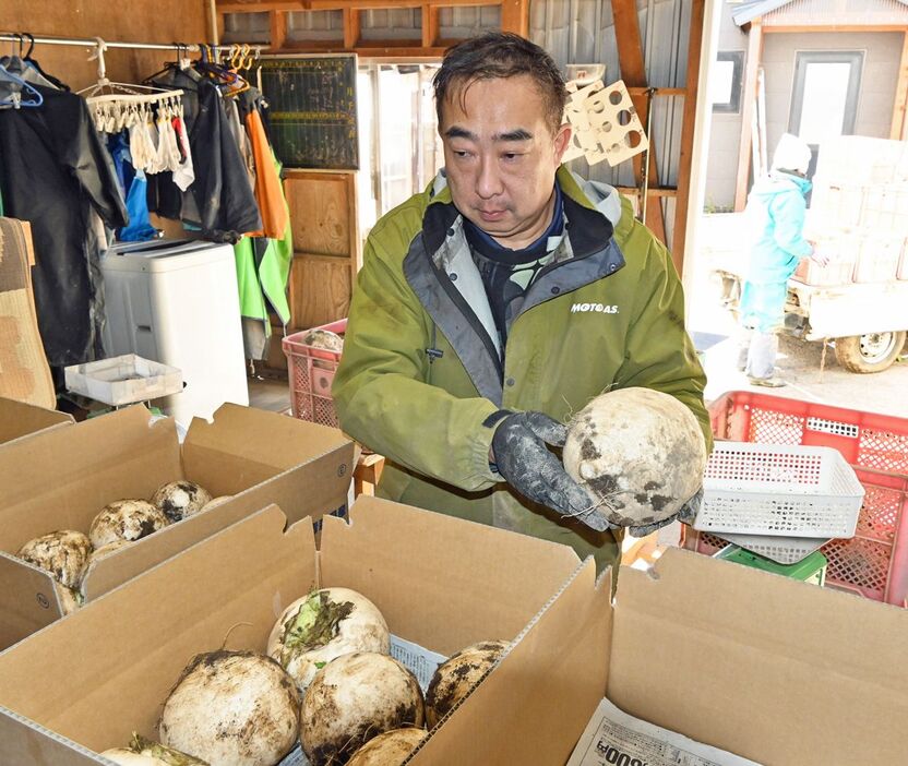 収穫した大カブを段ボール箱に詰める横田さん＝11月26日、野辺地町向田