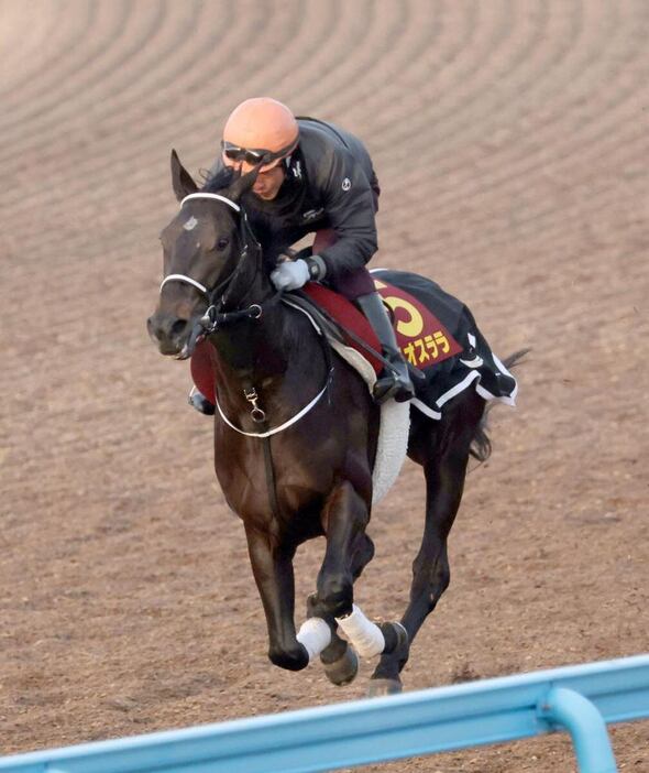 テリオスララ＝美浦トレセン（撮影・塩浦孝明）