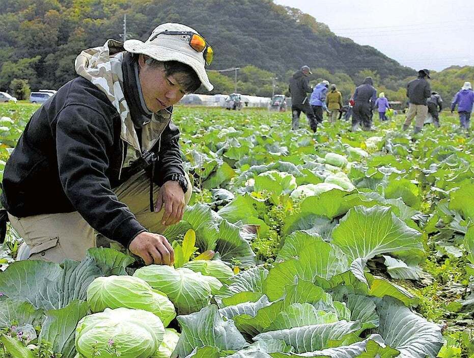 キャベツのできばえを確かめる藤井さん（11月29日、岡山県笠岡市で）