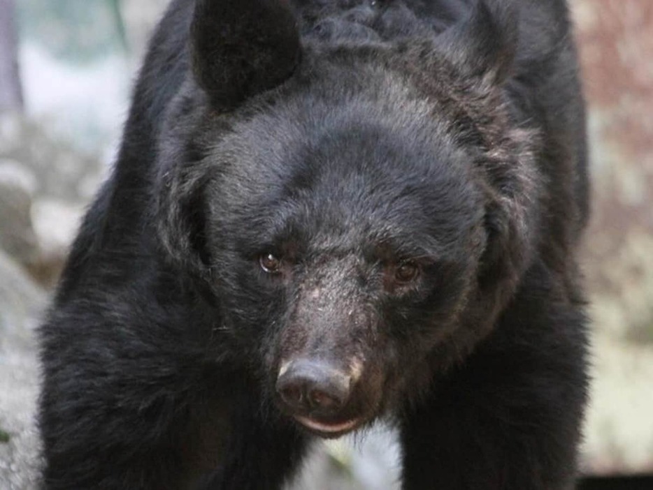 写真はイメージ、今回のクマではありません