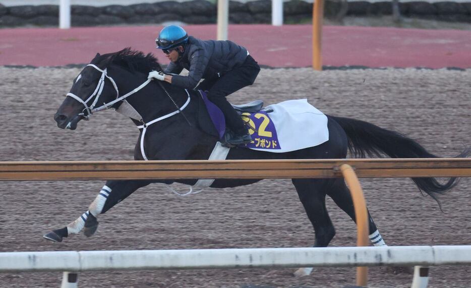 健在をアピールしたディープボンド＝栗東トレセン（撮影・安部光翁）