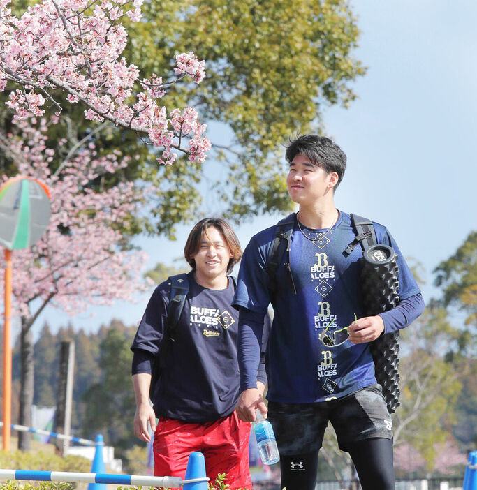 満開の桜のそばを通って練習を引き上げるオリックス・宮城（左）と山下（２月１３日撮影）