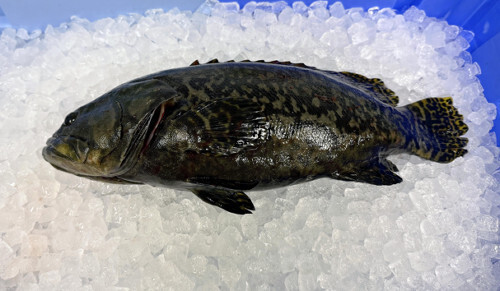 都農町で陸上養殖されたタマカイ（２月、都農町で）