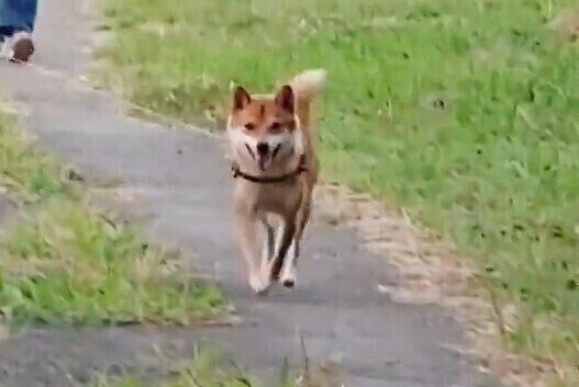 満面の笑みを浮かべながら、飼い主さんに駆け寄るようこちゃん