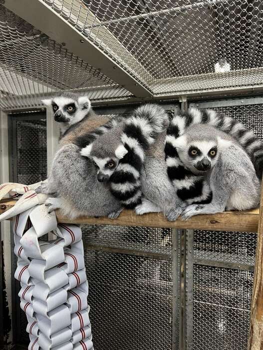 飼育されているワオキツネザル（東武動物公園提供）