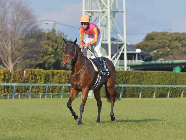 カペラSに出走予定のテイエムトッキュウ(撮影：小金井邦祥)