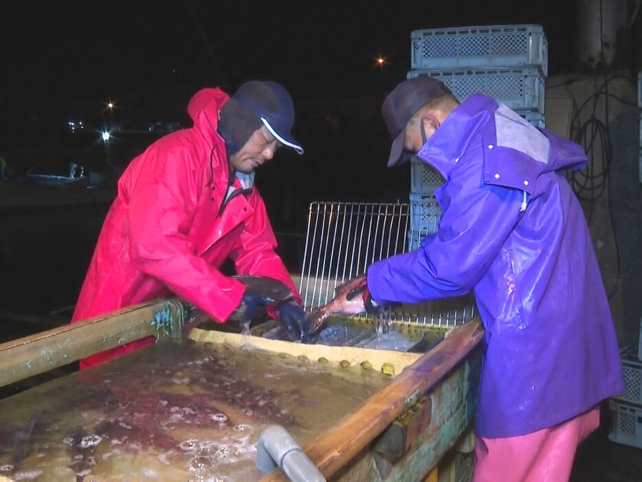 養殖鯛の出荷作業 三重県熊野市