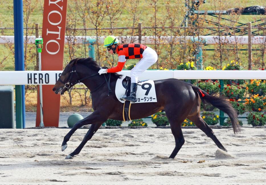 　新馬戦を制したショーダンサー（撮影・石湯恒介）