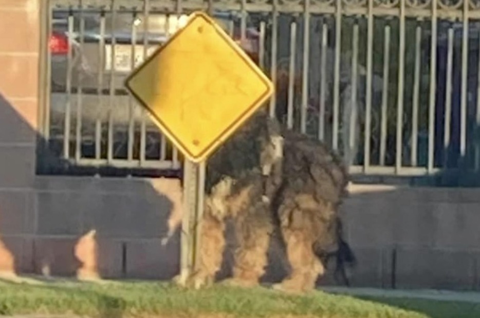 捜索中の犬の様子