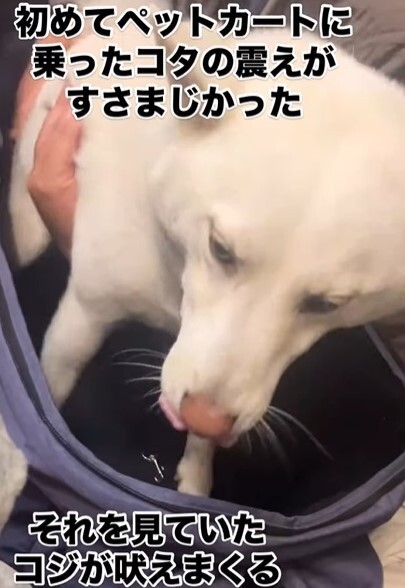 飼い主さんがすぐにコタローくんをペットカートから救出（栗田さん提供、Instagramよりキャプチャ撮影）