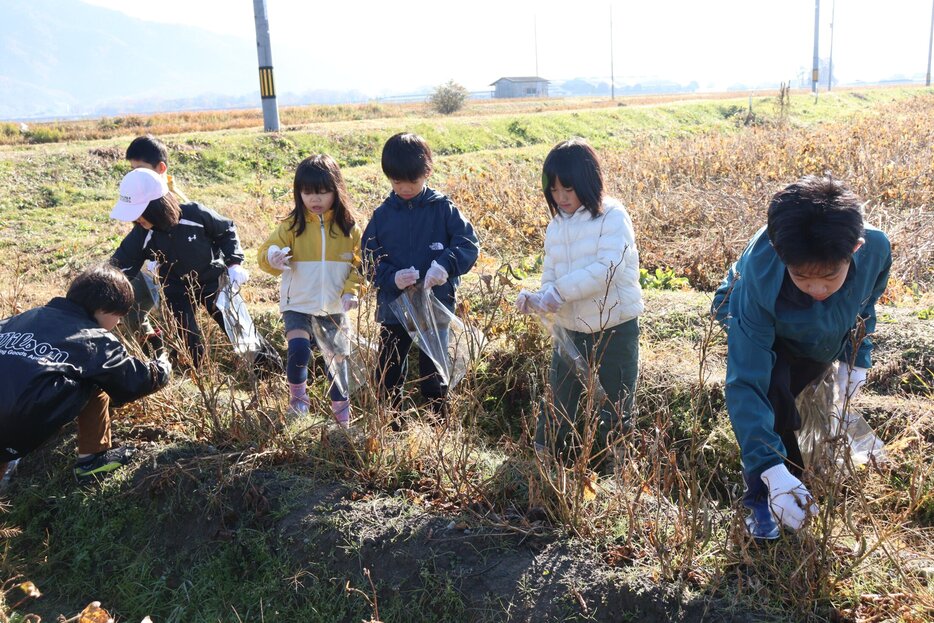 「馬路大納言」の収穫で、熟した実を探す子どもたち（亀岡市馬路町）