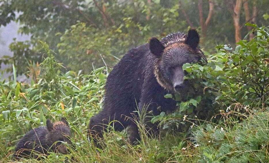 クマが人間を襲う事案が相次いでいる