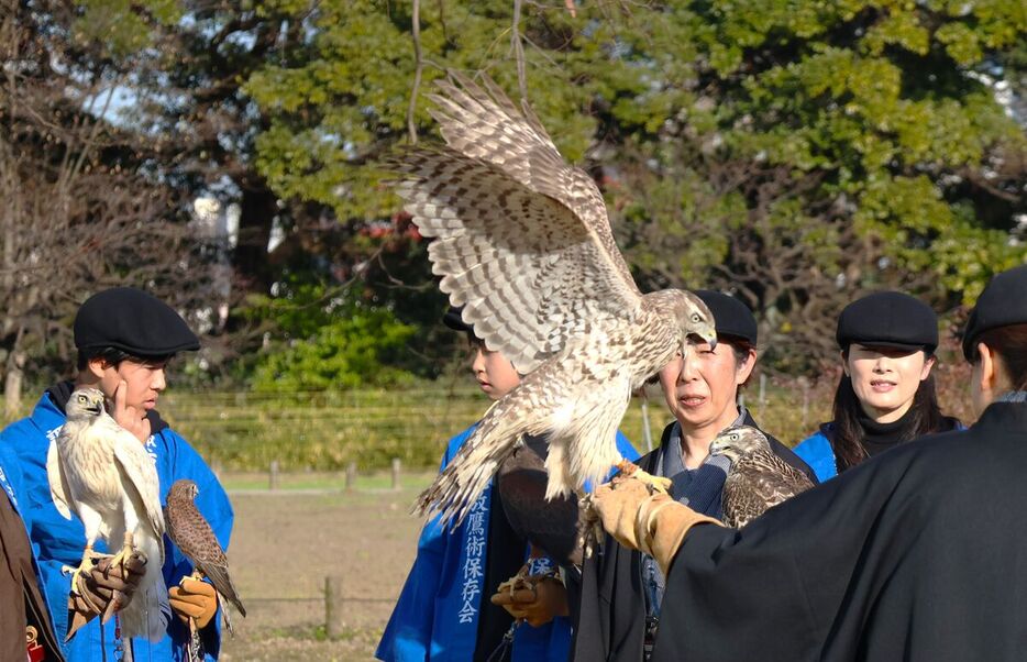 鷹を飼育・訓練する鷹匠（たかじょう）によって伝統の鷹狩の技「放鷹術」が１月３日に披露される