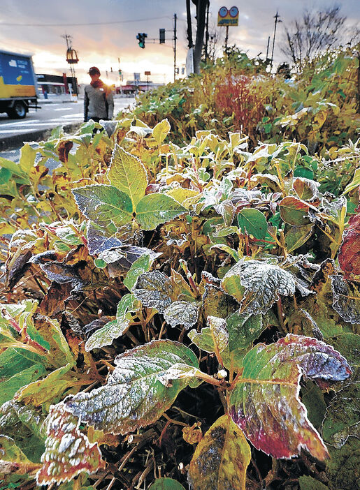 富山県内で今季最低気温の氷見市窪で、道路脇の植え込みに降りた霜＝１２日午前７時１０分