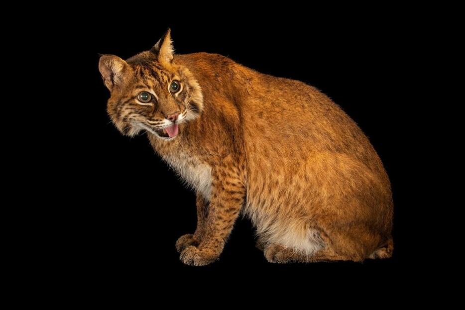 ボブキャット。米国ルイジアナ州のアレクサンドリア動物園で撮影。（PHOTOGRAPH BY JOEL SARTORE, NATIONAL GEOGRAPHIC PHOTO ARK）