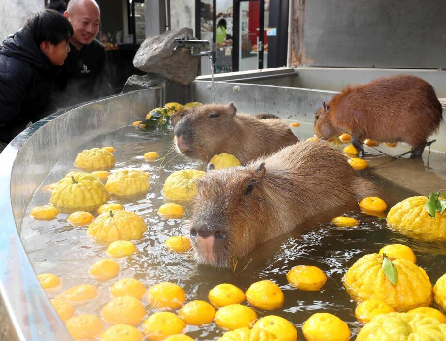 気持ち良さそうに温泉に入るカピバラ＝姫路セントラルパーク