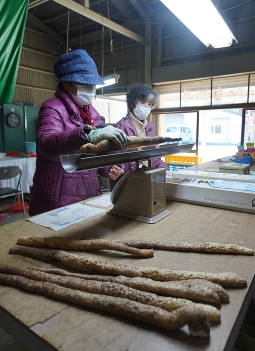 出荷作業が始まった高倉名産の自然薯「草苅号」=岡山県津山市で