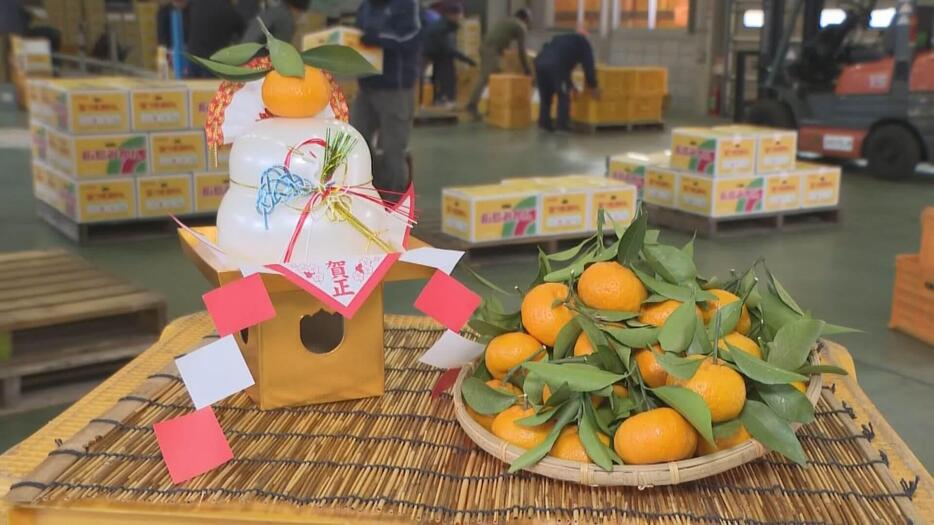 正月の縁起物「葉つきミカン」の出荷　広島・呉市