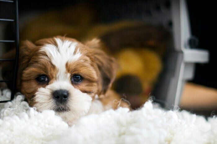 ケージの中でくつろぐ子犬