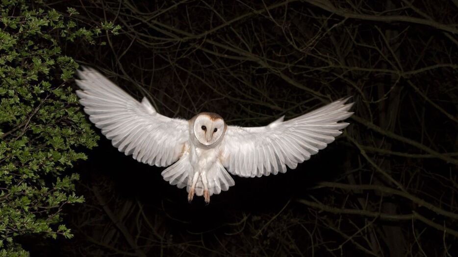 研究ではメンフクロウの下腹と翼の羽毛の白さが効果的に月を模倣できるのではないかと示唆している