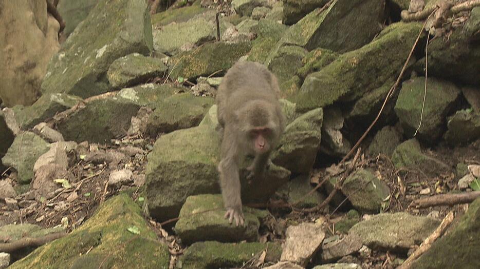 高崎山自然動物園