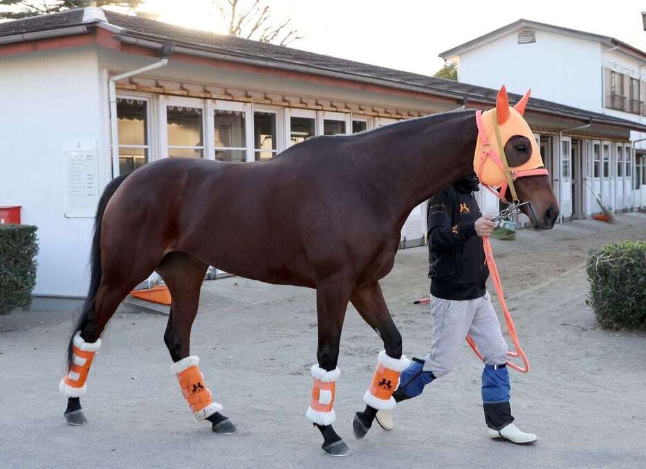 中山競馬場に到着したスタニングローズ（撮影・塩浦孝明）