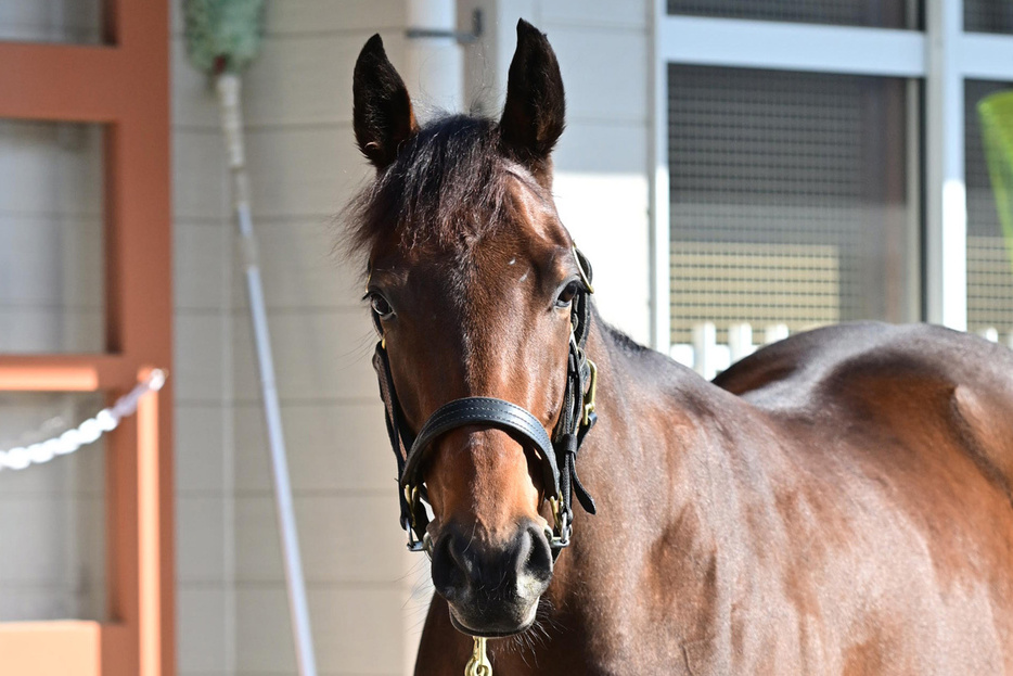 競馬が上手なランフォーヴァウ