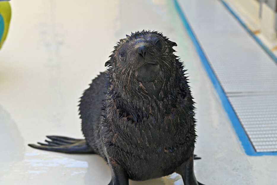 愛称が決まったミナミアメリカオットセイの雄「アトム」（新江ノ島水族館提供）