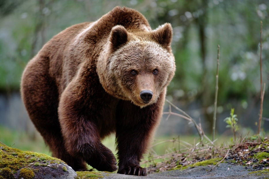 人里に出没するクマの殺処分を「かわいそう」と抗議するのは正義なのか（Freder/gettyimages）