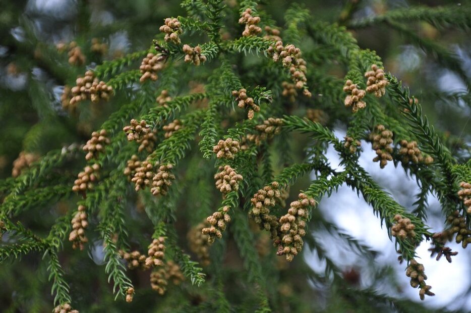 スギ花粉（資料写真）