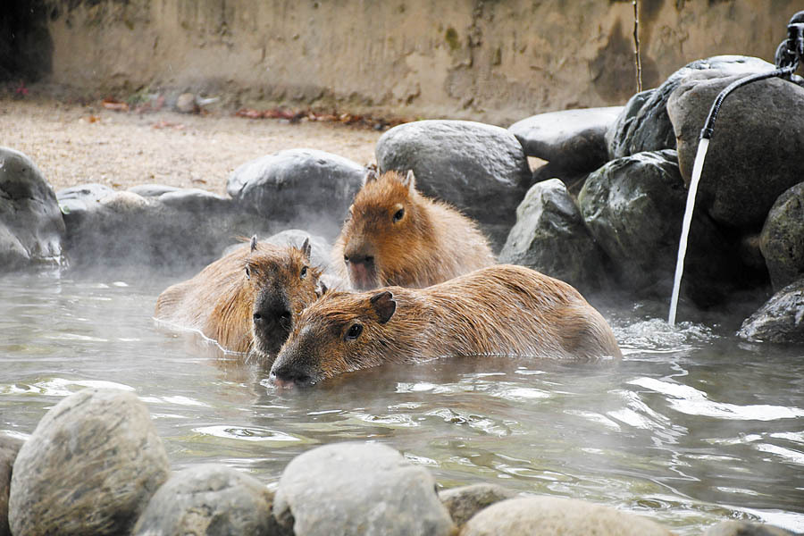 仲良く温泉を楽しむ3頭