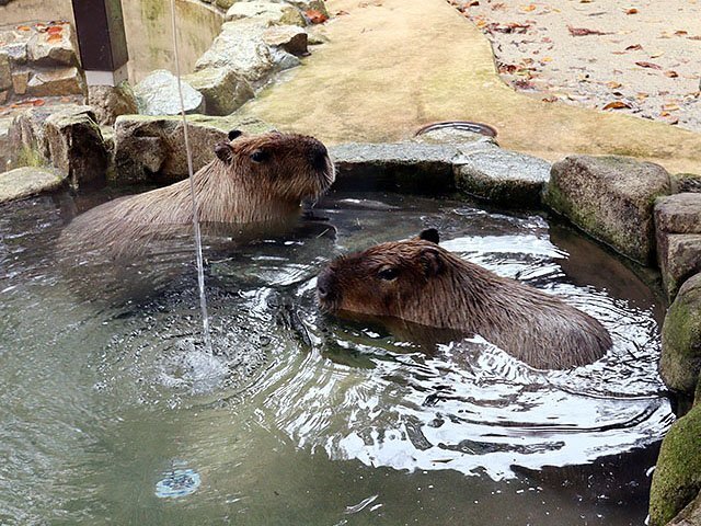 気持ちよさそうに湯に漬かるカピバラ＝富山市ファミリーパーク