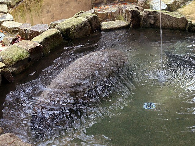 お湯の中に潜るカピバラ