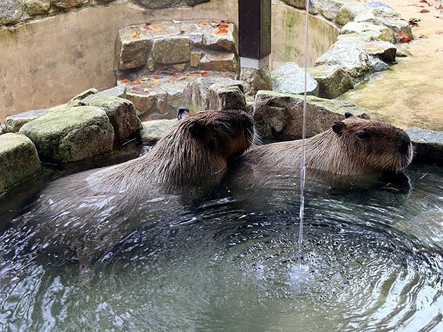 仲良くまったりとくつろぐカピバラ