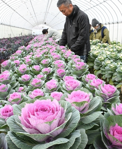 出荷に向けて手入れするスタッフ＝島根県出雲市斐川町、たぐちファーム