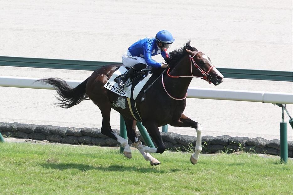 タイセイカレント＝中京競馬場（撮影・河田一成）