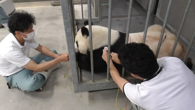 提供/神戸市立王子動物園