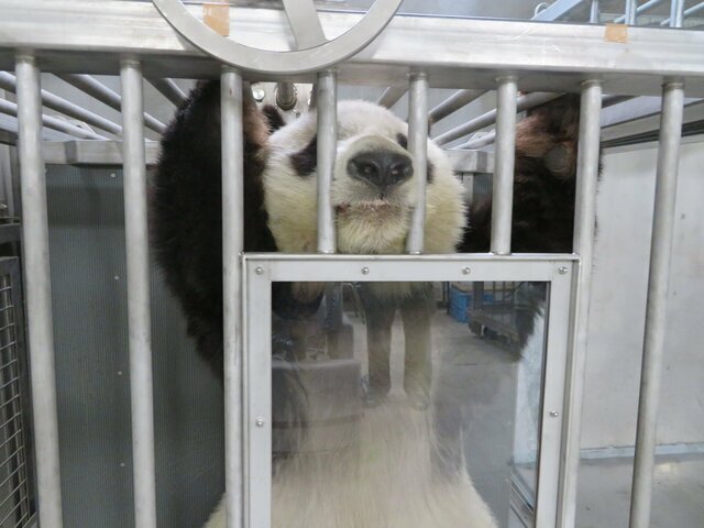 提供/神戸市立王子動物園