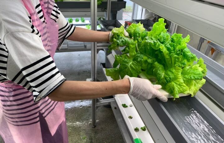 「ひふみよベース荒田」で水耕栽培された野菜（ひふみよ提供）