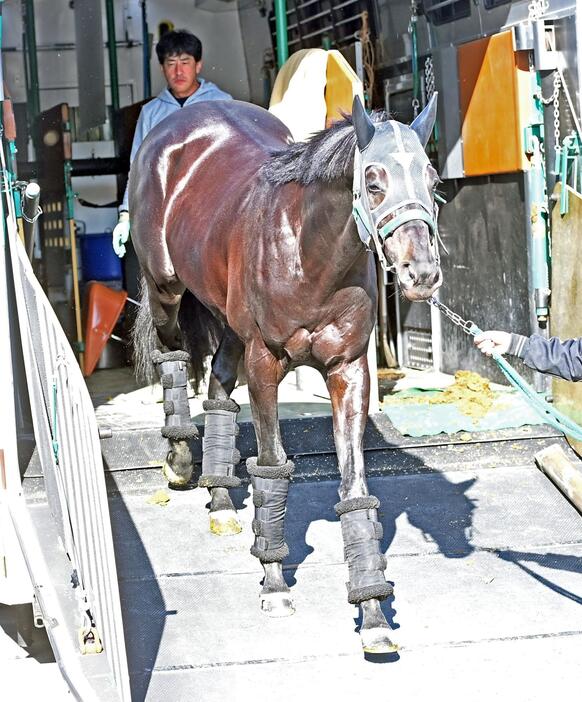 　中山競馬場に到着したジャスティンパレス（撮影・園田高夫）