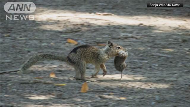 "ネズミを捕食する野生の「肉食リス」見つかる　米カリフォルニア州で初"